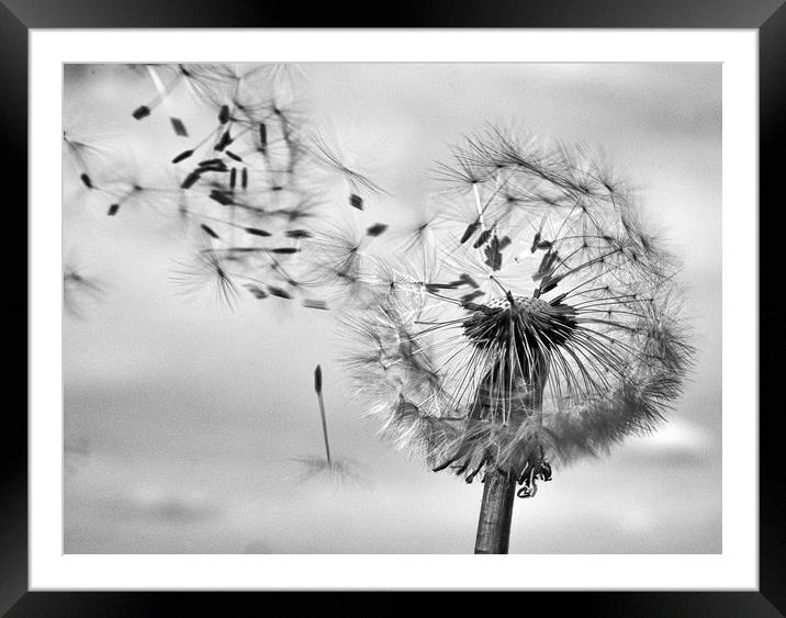 blowing in the wind Framed Mounted Print by paul haylock