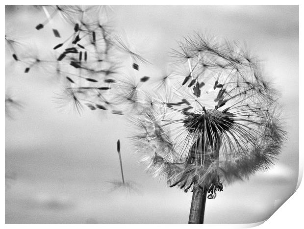 blowing in the wind Print by paul haylock