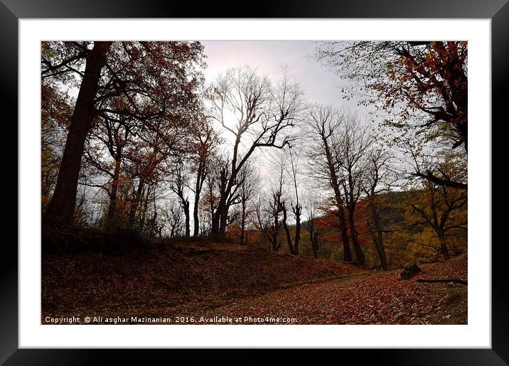 Autumn at Olang jungle, Framed Mounted Print by Ali asghar Mazinanian