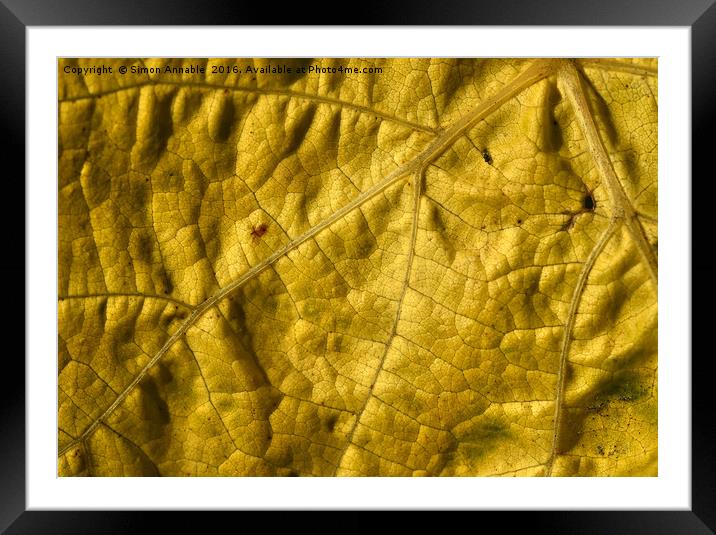 Leaf Detail Framed Mounted Print by Simon Annable