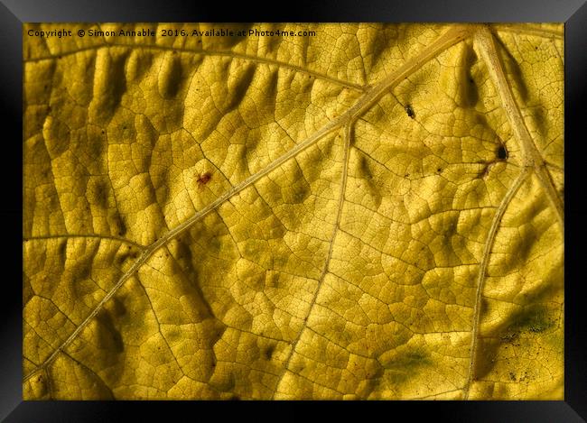 Leaf Detail Framed Print by Simon Annable