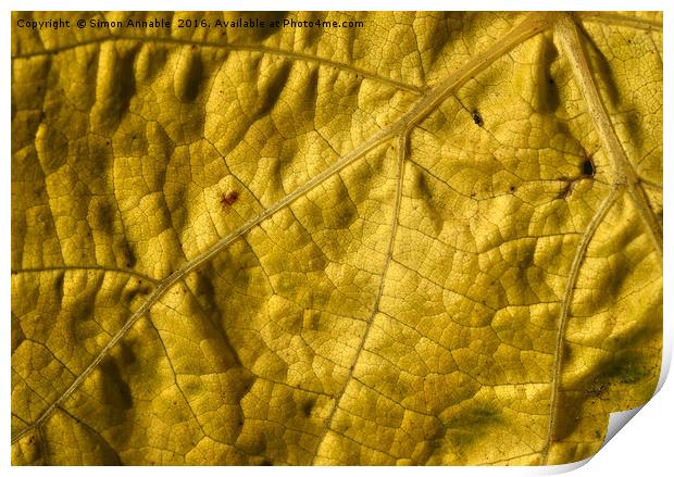 Leaf Detail Print by Simon Annable