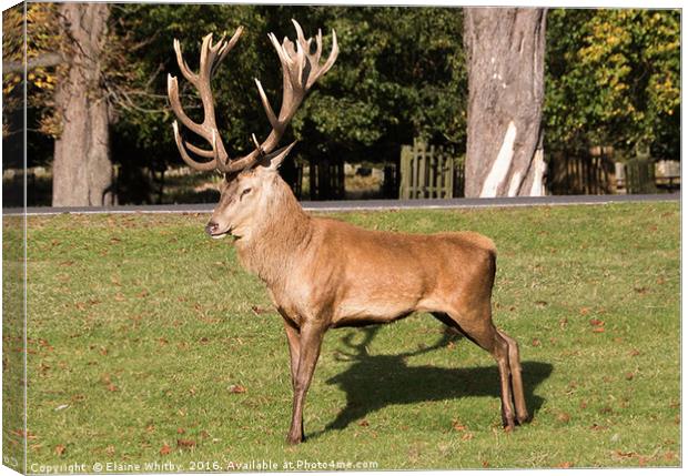 Red Stag in Busy Park Canvas Print by Elaine Whitby