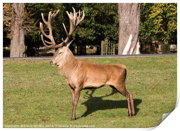 Red Stag in Busy Park Print by Elaine Whitby