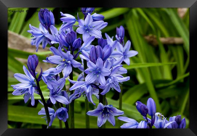 English Bluebells Framed Print by Jim Jones