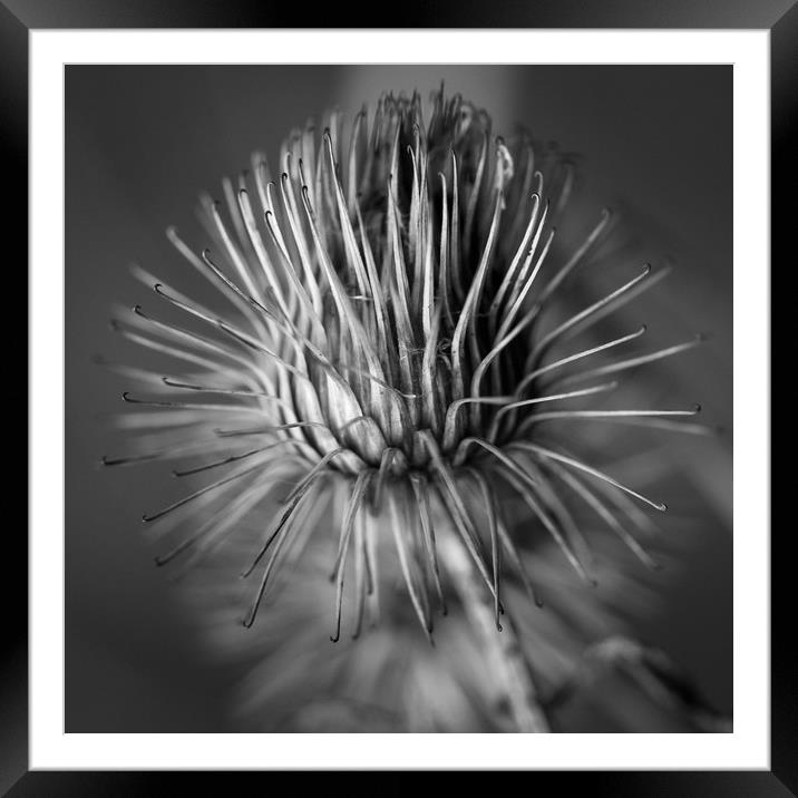 seed pod Framed Mounted Print by paul haylock
