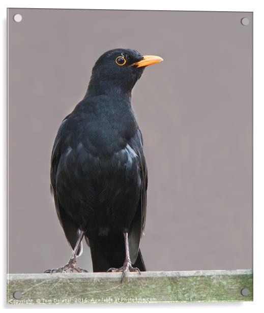 Posing  Blackbird Acrylic by Tom Dolezal