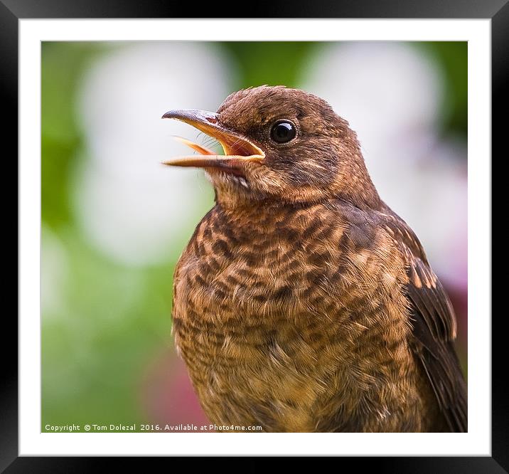 Juvenile Song Thrush profile Framed Mounted Print by Tom Dolezal