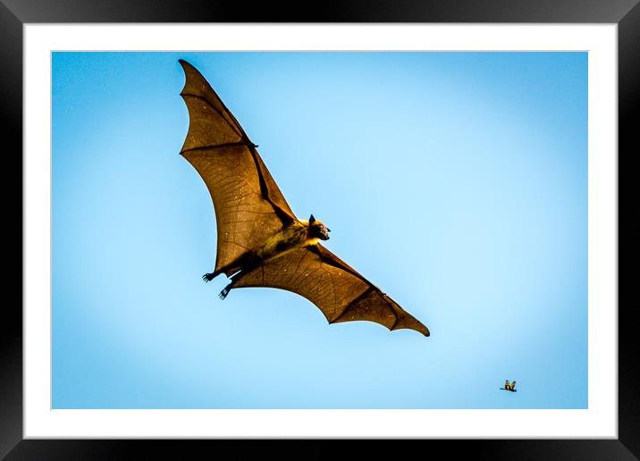 The bat Framed Mounted Print by Hassan Najmy