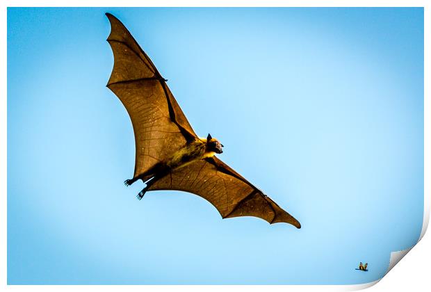 The bat Print by Hassan Najmy