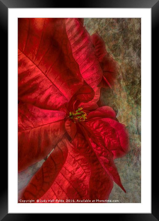 Christmas Flower Framed Mounted Print by Judy Hall-Folde