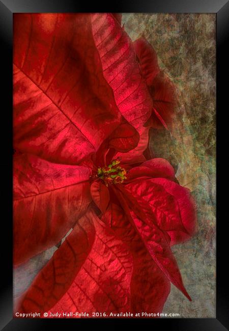 Christmas Flower Framed Print by Judy Hall-Folde