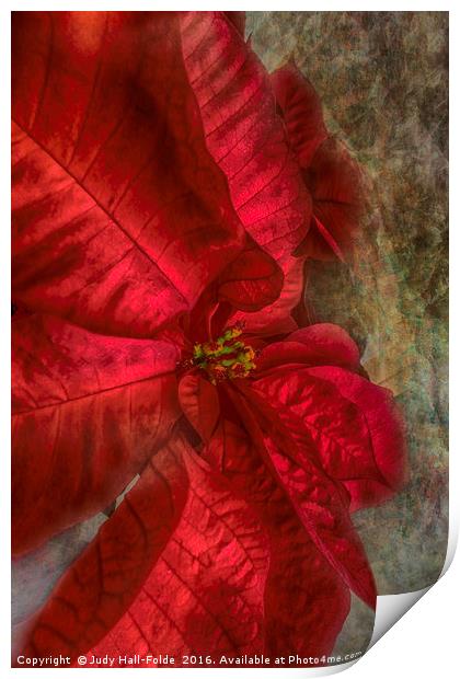 Christmas Flower Print by Judy Hall-Folde