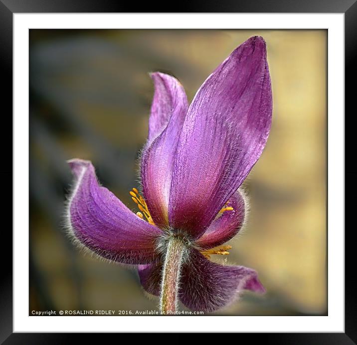 "PULSATILLA NIGRICANS" Framed Mounted Print by ROS RIDLEY