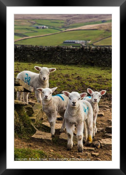 Curious Lambs Framed Mounted Print by Mark S Rosser