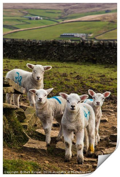Curious Lambs Print by Mark S Rosser