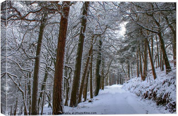 Winter Woodland Canvas Print by Mark S Rosser