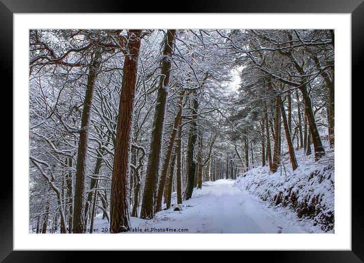 Winter Woodland Framed Mounted Print by Mark S Rosser