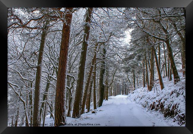 Winter Woodland Framed Print by Mark S Rosser