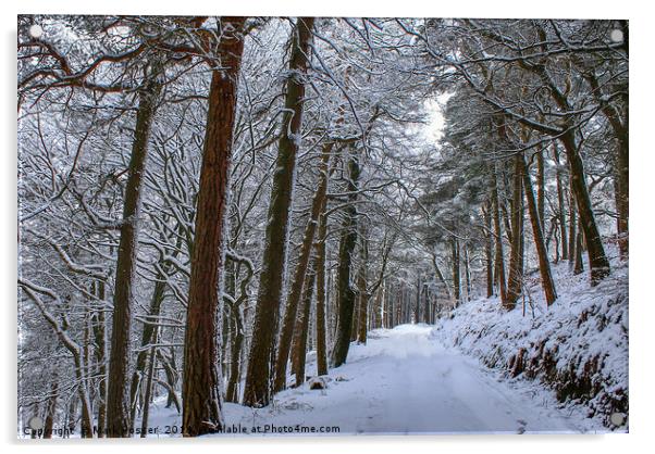 Winter Woodland Acrylic by Mark S Rosser