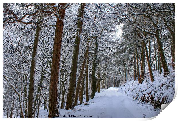 Winter Woodland Print by Mark S Rosser