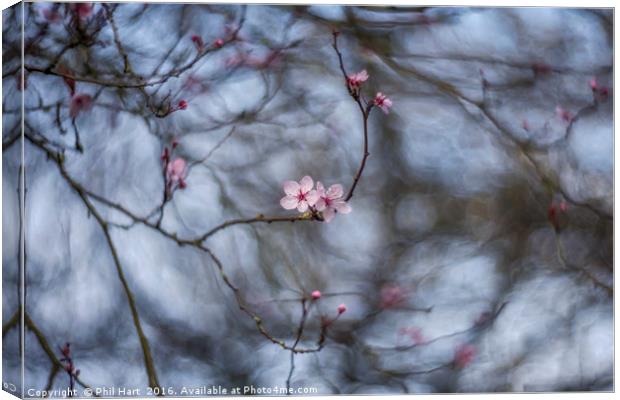 Turning into spring Canvas Print by Phil Hart
