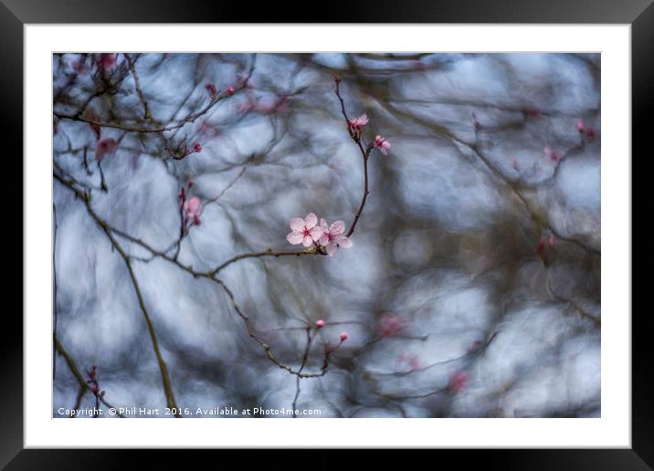 Turning into spring Framed Mounted Print by Phil Hart