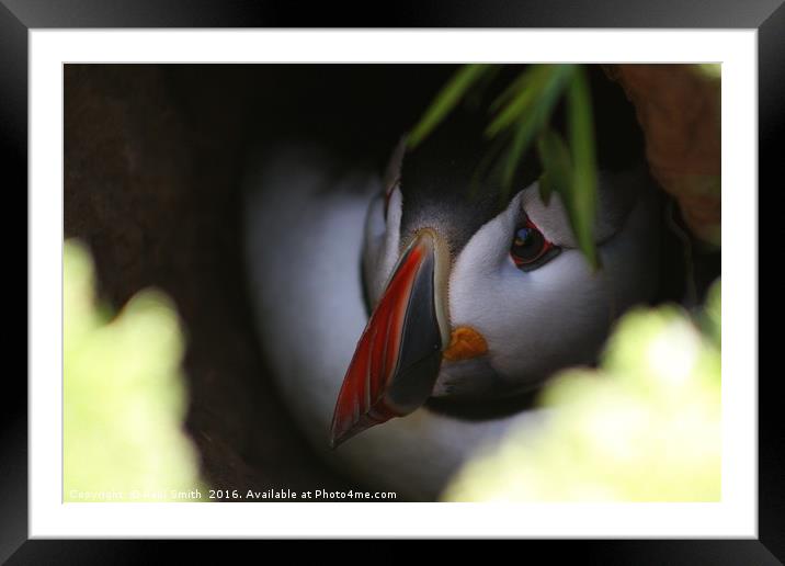 Cute Puffin in Burrow Framed Mounted Print by Paul Smith