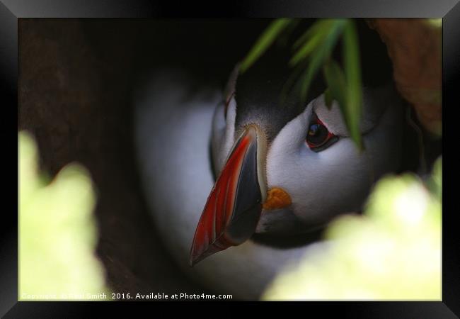 Cute Puffin in Burrow Framed Print by Paul Smith