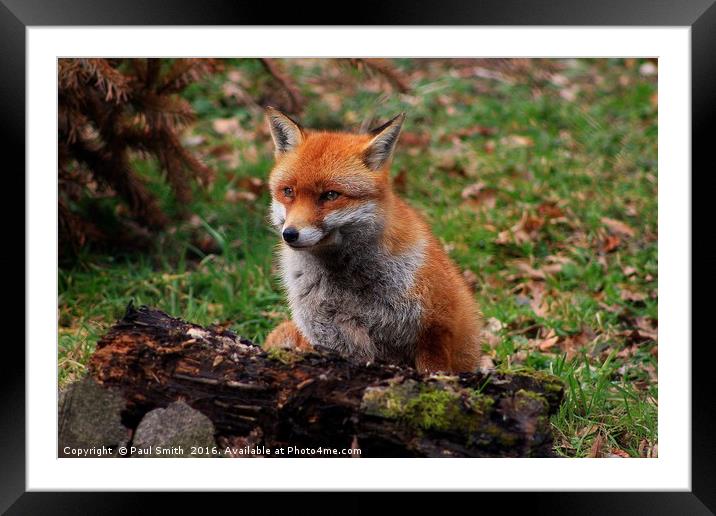 Mr Fox Smiling for the camera Framed Mounted Print by Paul Smith