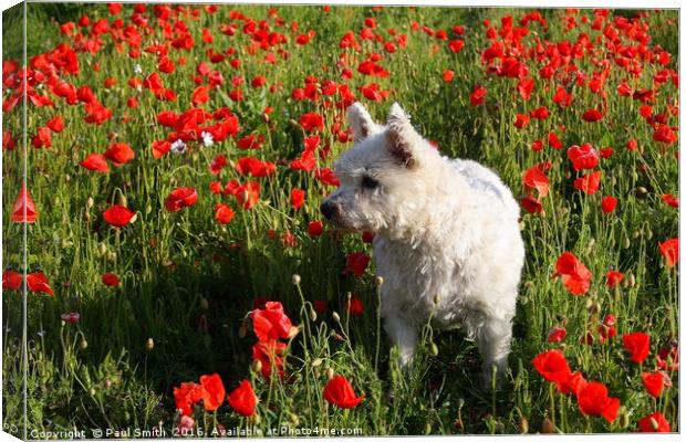 Puppy in the Poppies Canvas Print by Paul Smith