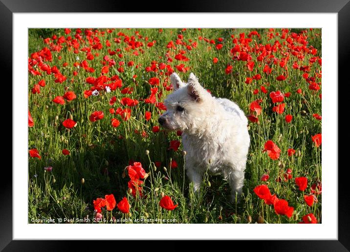 Puppy in the Poppies Framed Mounted Print by Paul Smith