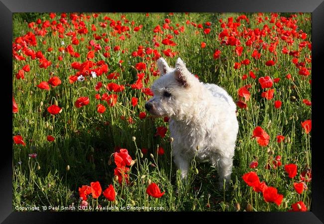 Puppy in the Poppies Framed Print by Paul Smith
