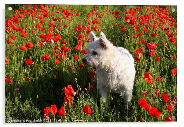 Puppy in the Poppies Acrylic by Paul Smith
