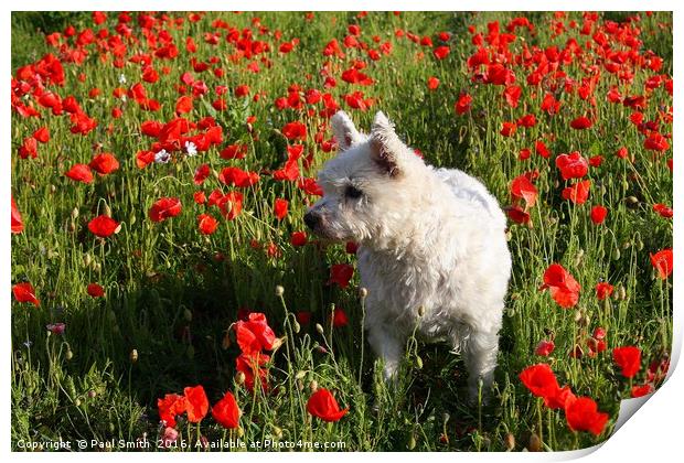 Puppy in the Poppies Print by Paul Smith