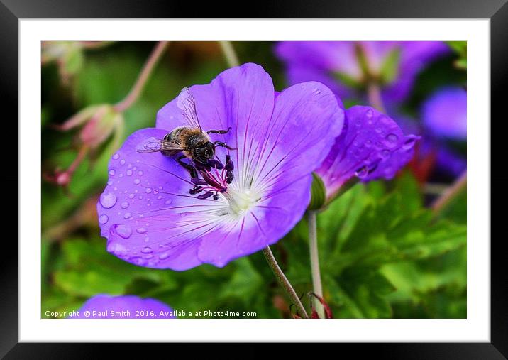 A Busy Bee Framed Mounted Print by Paul Smith