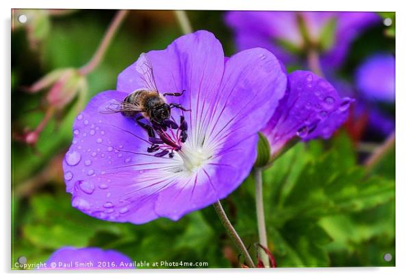 A Busy Bee Acrylic by Paul Smith