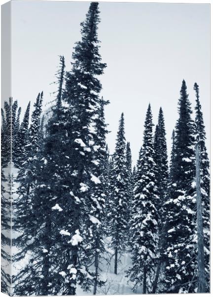 Winter forest. Canvas Print by Larisa Siverina