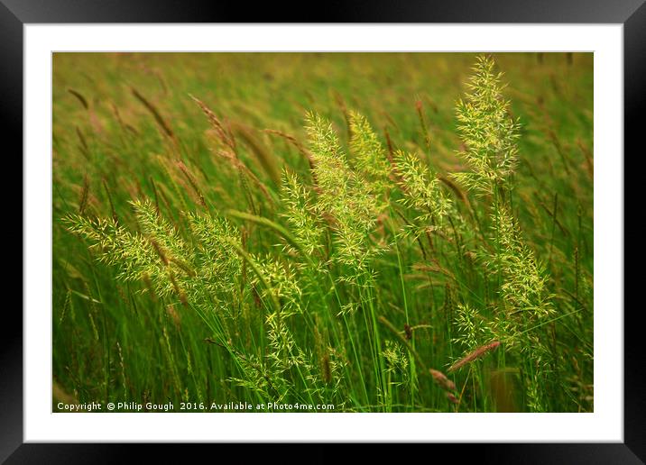 Grasses on the Somerset Levels Framed Mounted Print by Philip Gough