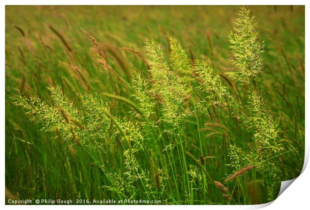 Grasses on the Somerset Levels Print by Philip Gough