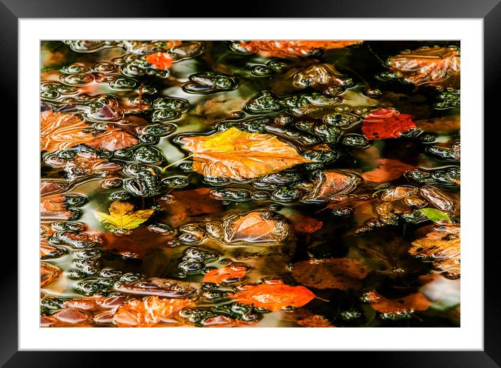 Autumn Leaves Framed Mounted Print by Andrew Beveridge