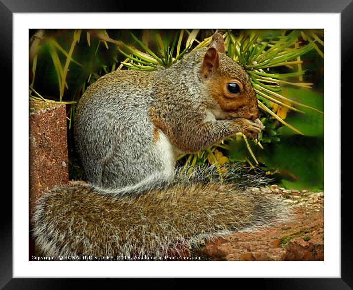 "GARDEN VISITOR" Framed Mounted Print by ROS RIDLEY