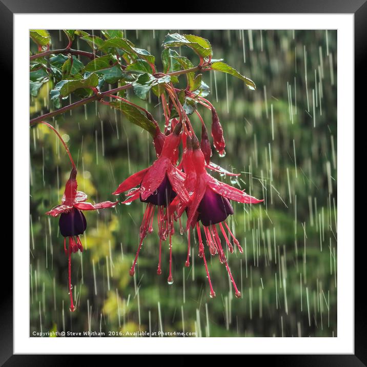 Fuchsia blooms in rain Framed Mounted Print by Steve Whitham