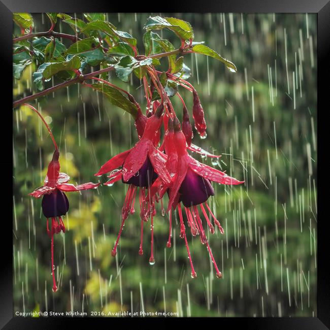Fuchsia blooms in rain Framed Print by Steve Whitham
