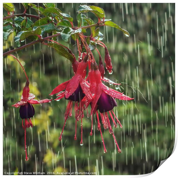 Fuchsia blooms in rain Print by Steve Whitham
