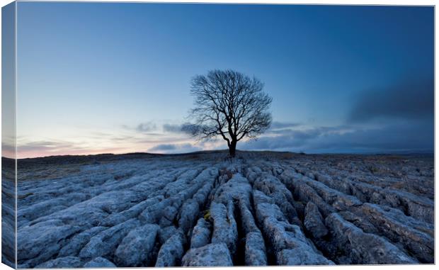 Malham Lone Tree Canvas Print by Colin Jarvis