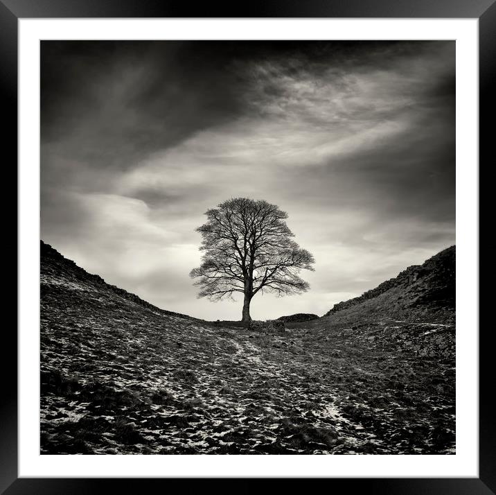 Sycamore Gap, Hadrian's Wall Framed Mounted Print by Colin Jarvis