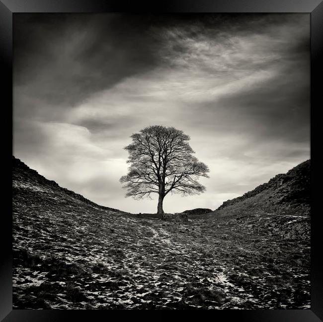 Sycamore Gap, Hadrian's Wall Framed Print by Colin Jarvis