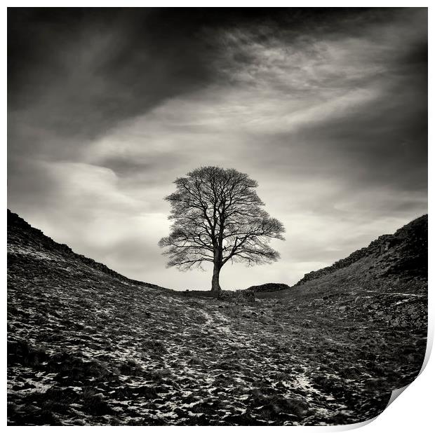 Sycamore Gap, Hadrian's Wall Print by Colin Jarvis