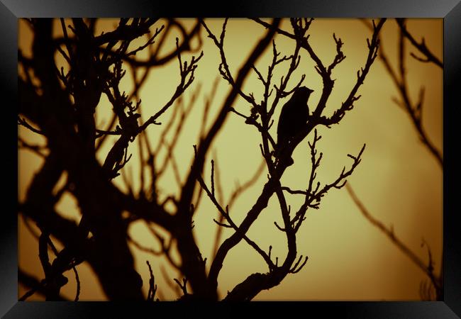 Bird In Tree Silhouette Framed Print by Craig Bennett